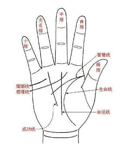 女人手掌纹路如何解析，女人右手详解事业线(组图)