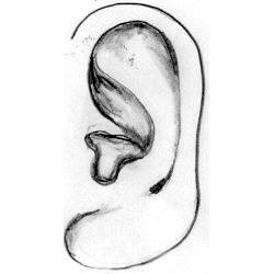 招风耳的耳朵形状是什么?（深度好文!）