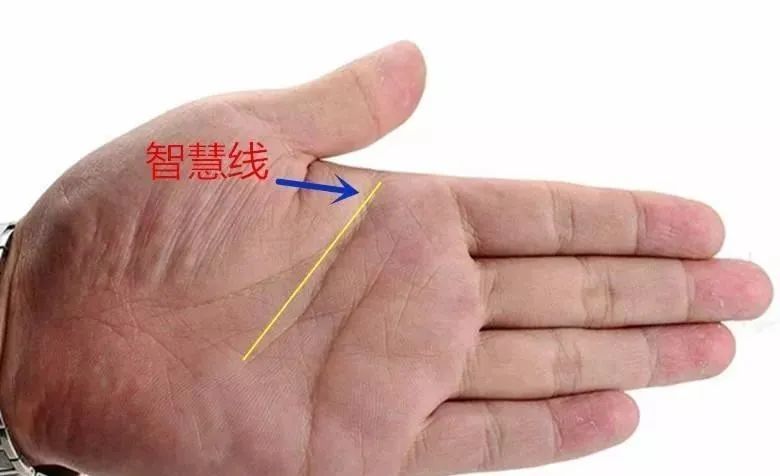 手掌中一条重要纹路，呈抛物线延伸在手掌的中央