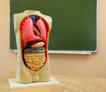 形体、骨骼是中医解剖学中的一部分